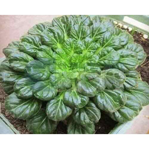 Hạt giống cải hoa hồng - gói 2 gram