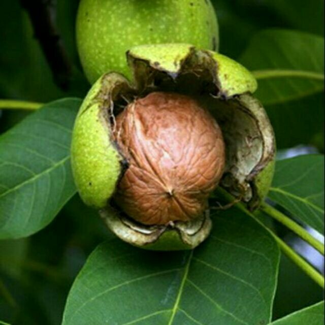 Cây óc chó giống