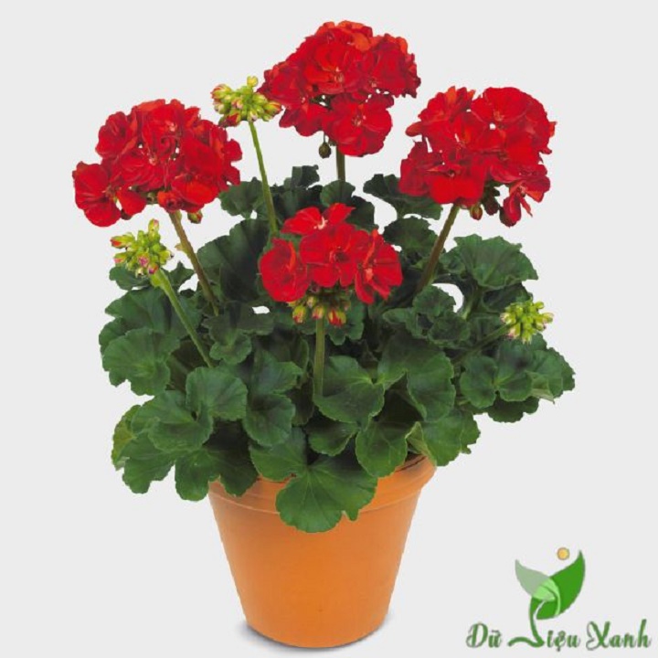 CÂY HOA PHONG LỮ THẢO - CÂY ĐANG NỤ