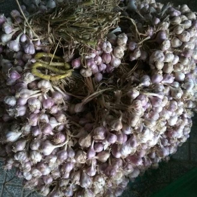 1kg tỏi ta tía tím thơm