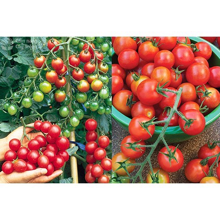 Hạt Giống Cà Chua Chuỗi Ngọc ( Cà Chua Bi IDYII F1 )