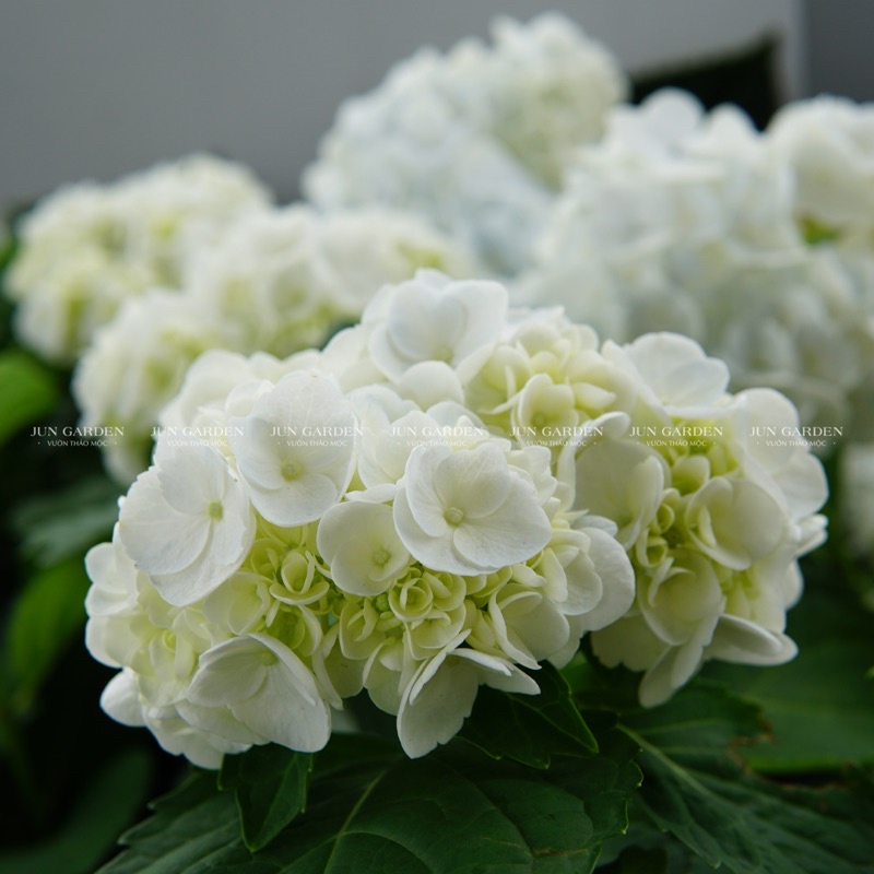 Cẩm Tú Cầu JUN GARDEN Đà Lạt Cây Khoẻ Dễ Sai Hoa