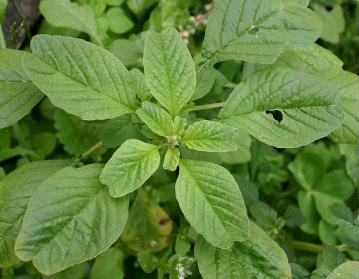 Rau dền xanh lá nhọn Rd 14