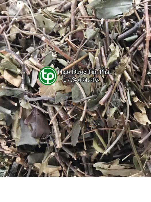 [HOT] Chè vằng giảm cân 1kg - Thảo Dược Tấn Phát