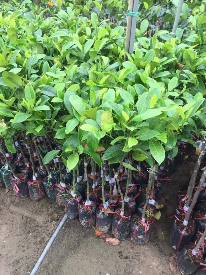 Cây giống mít tố nữ
