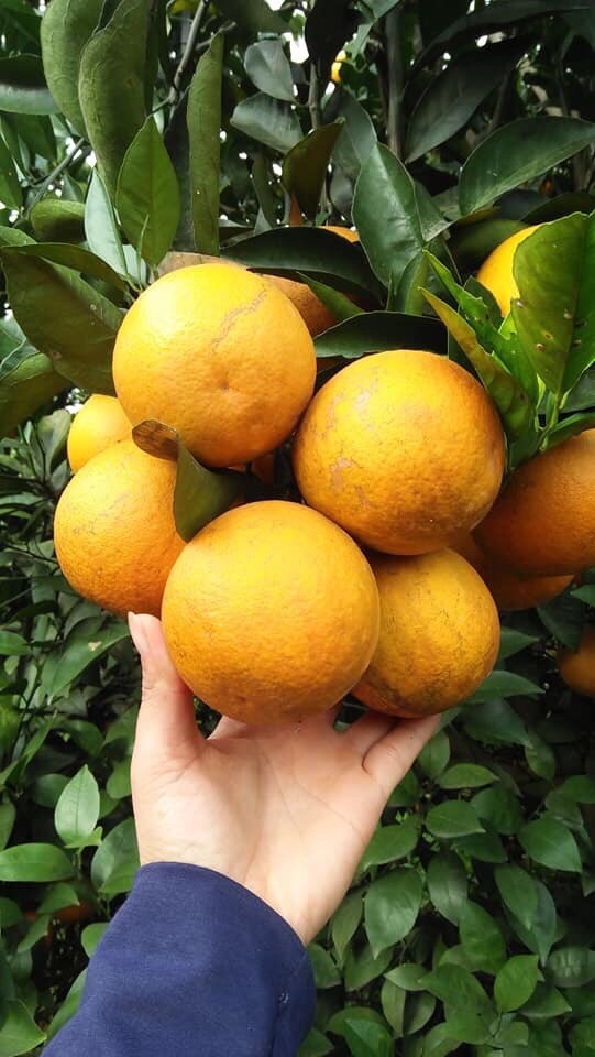 CÂY GIỐNG CAM Valencia V2 SIÊU NGON