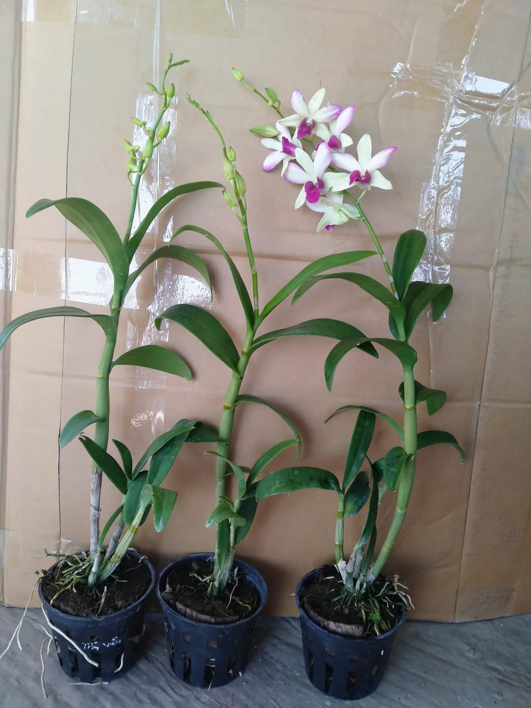 HOA LAN DENRO HỒNG LAM
