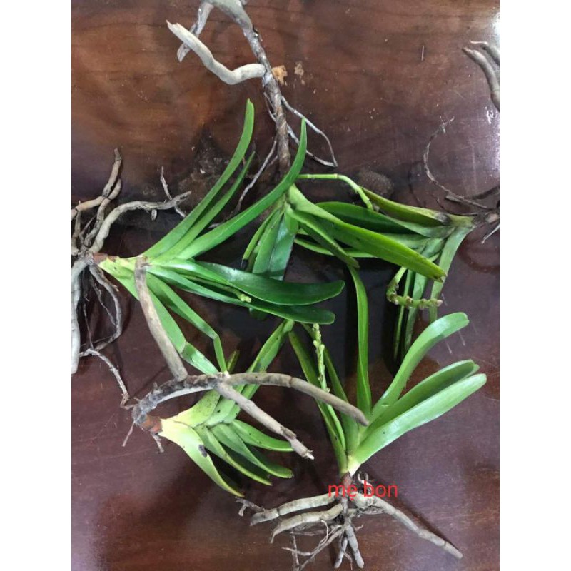 NHẠN RỪNG T8 GIA LAI