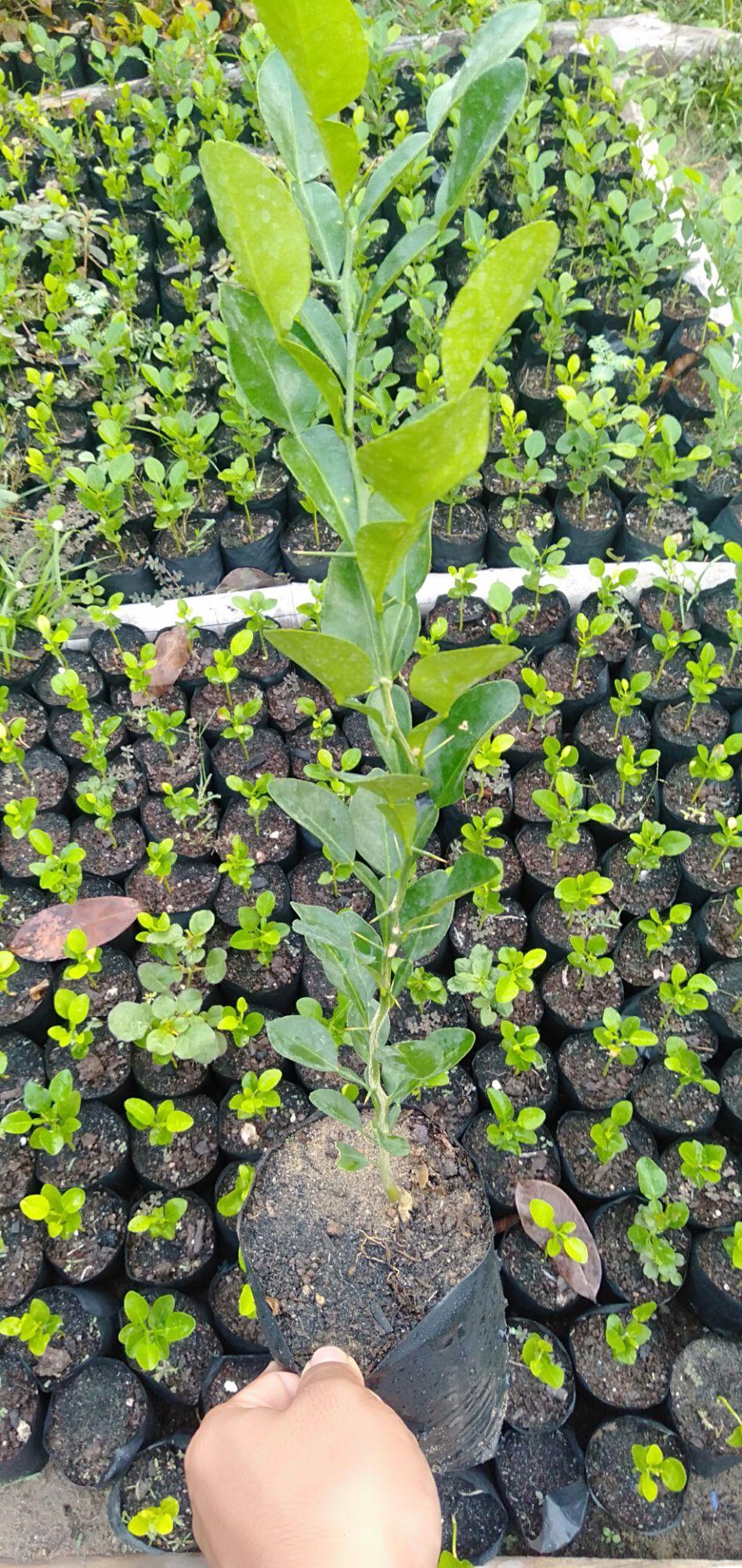 Cây chúc lỡ có nhánh