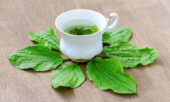 Gói 0.5GR hạt giống Rau Mã Đề