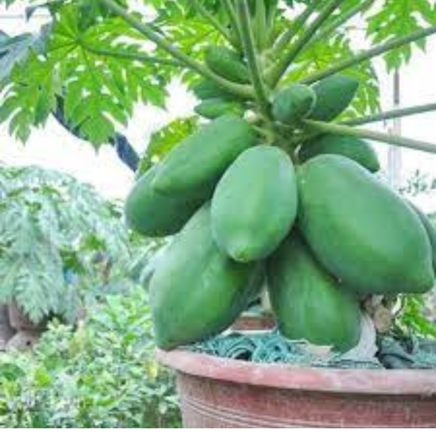 50 HẠT GIỐNG ĐU ĐỦ LÙN SIÊU NGỌT THÁI LAN