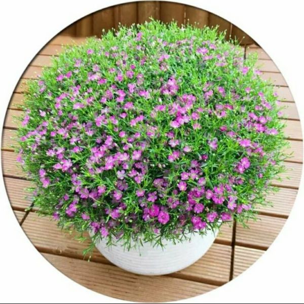 Gói 50 Hạt Giống Hoa Lưu Ly Hồng
