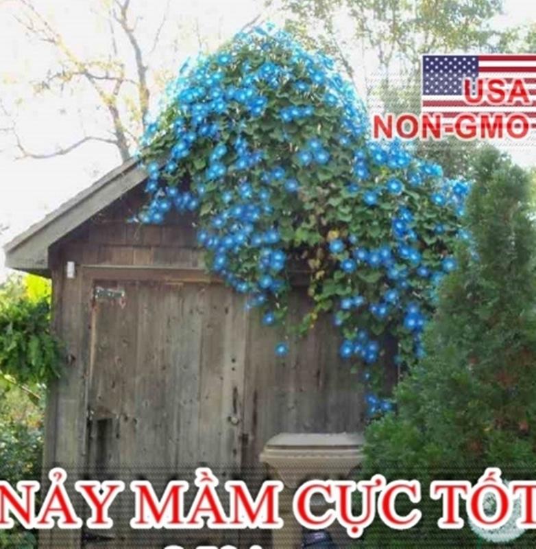 20 Hạt giống hoa Bìm bìm xanh