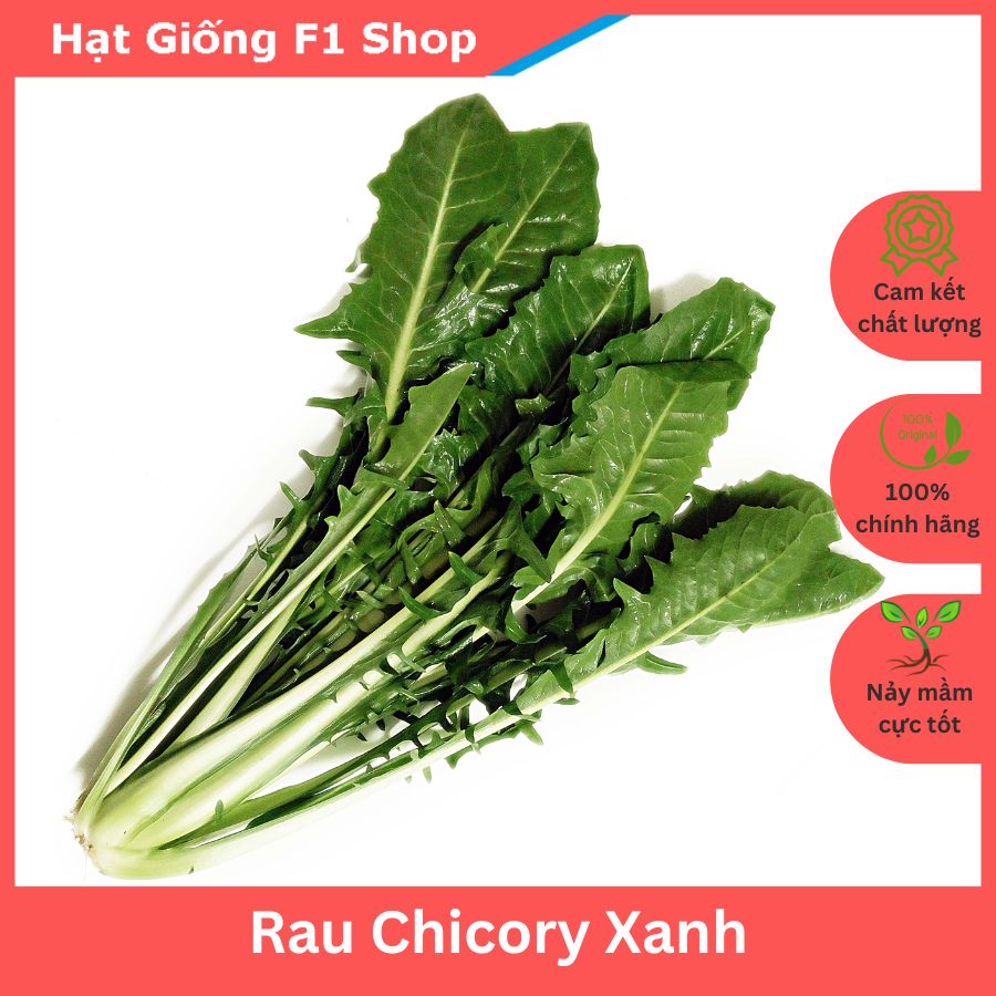 Hạt Giống Chicory Xanh Dễ Trồng