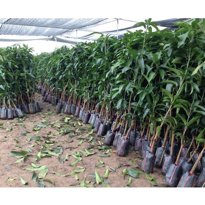 cây giống xoài hồng f1(CÂY GIỐNG NGỌC HIẾU)