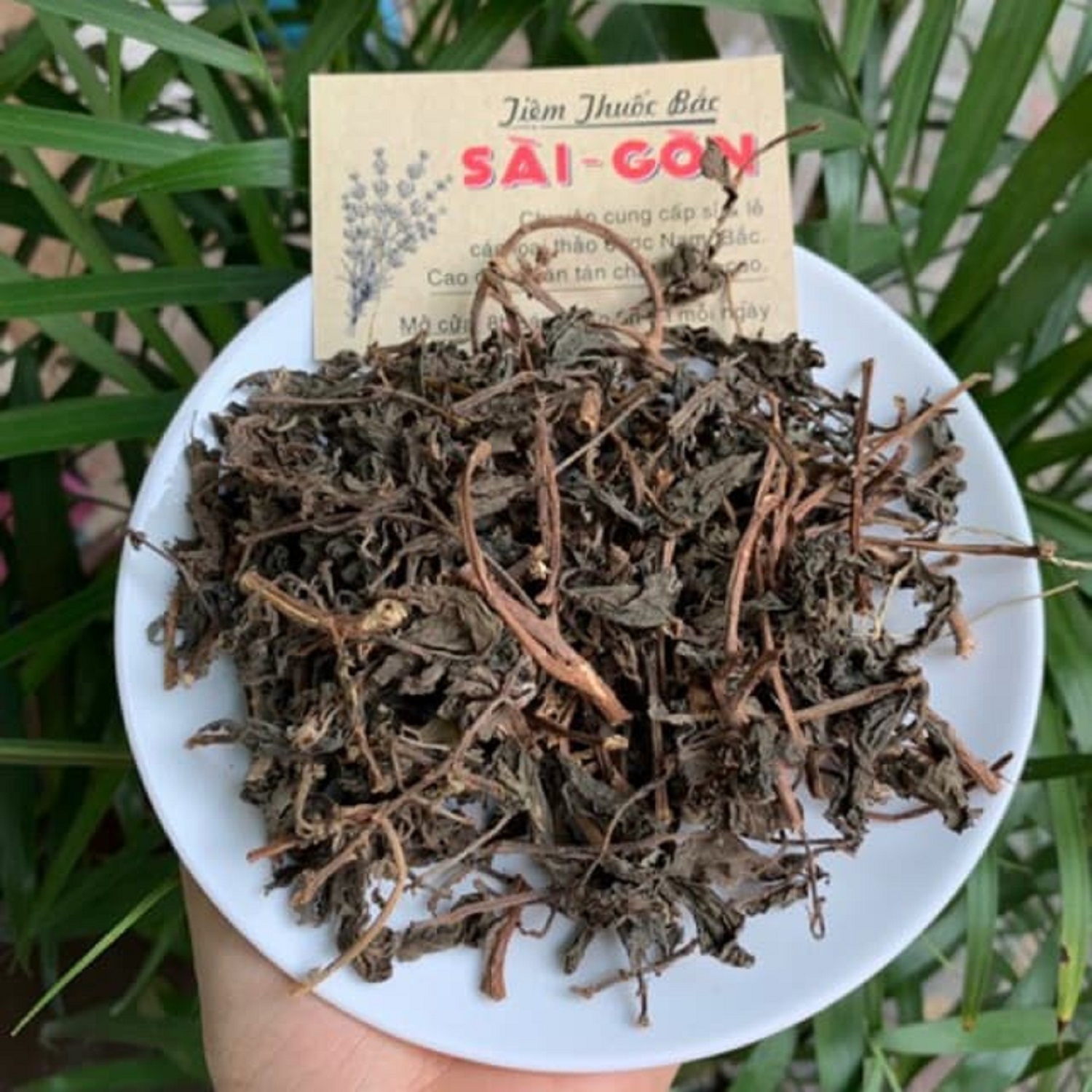 [HCM]CÂY THU ỐC DÒI 500GRAM Tiệm Thuốc Bắc Sài Gòn