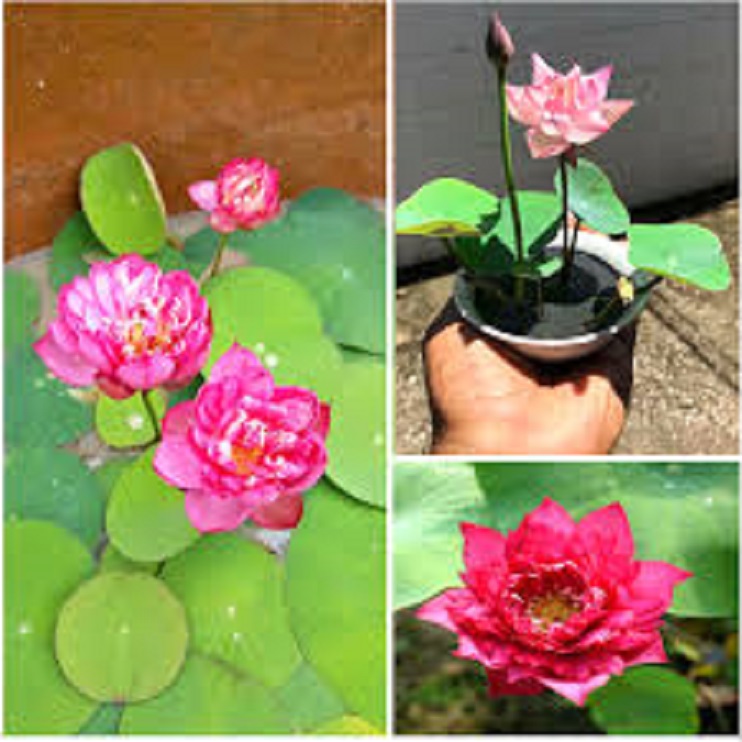 củ sen giống đỏ mini