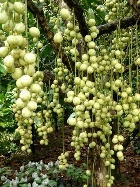 Cây giống dâu da xanh 2 năm cho trái