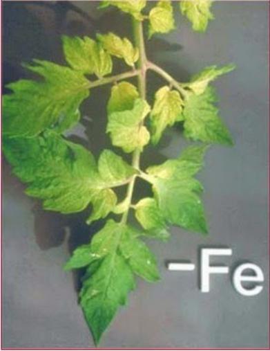 Phân bón vi lượng cây trồng dạng Chelate