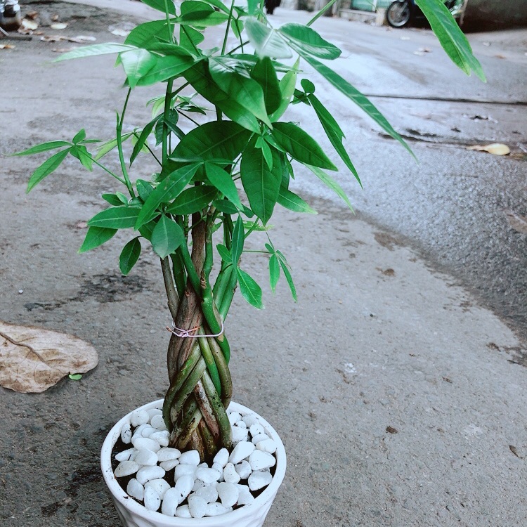 Chậu Kim Ngân Thắt Bính Mini