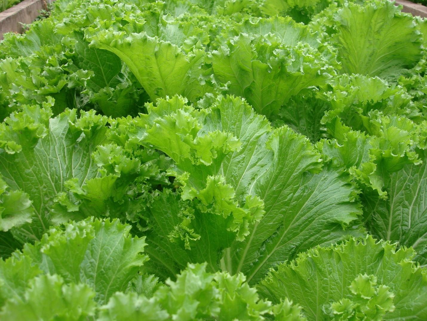 Hạt Giống Cải Bẹ Mào Gà Lá To, Sinh Trưởng Mạnh (Gói 20 Gam ~ 2000 hạt)