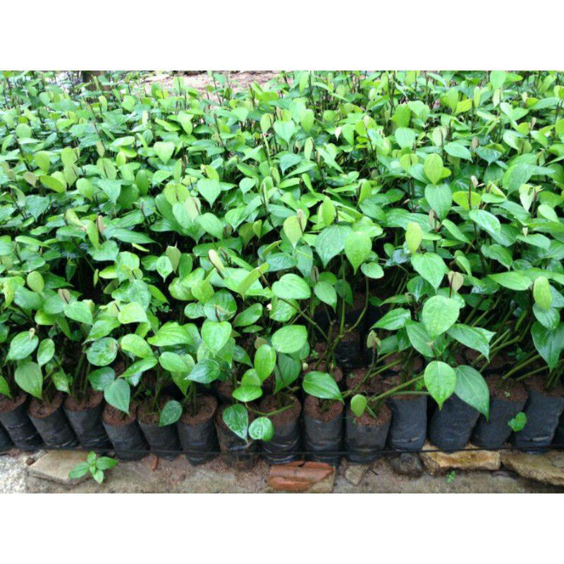 GIỐNG TIÊU SRYLANKA (cây giống có bảo hành )