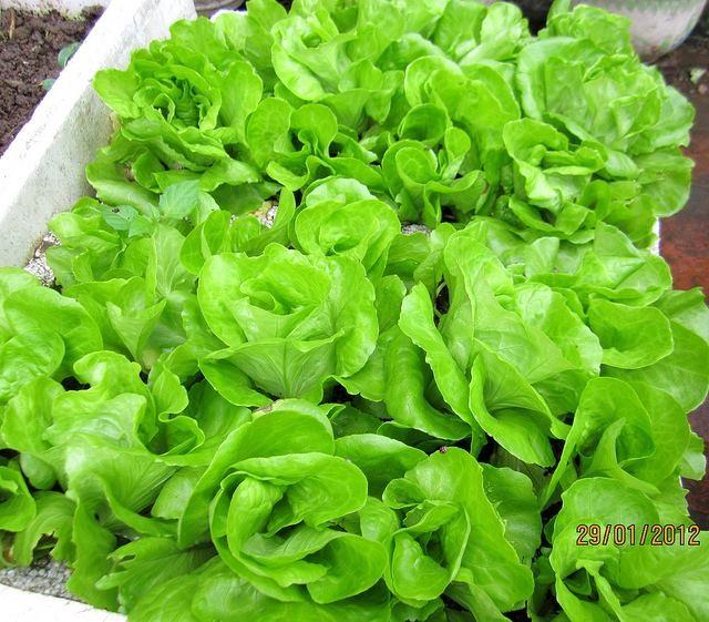 Combo 3 gói hạt giống rau xà lách chịu nhiệt - Tặng gói phân bón