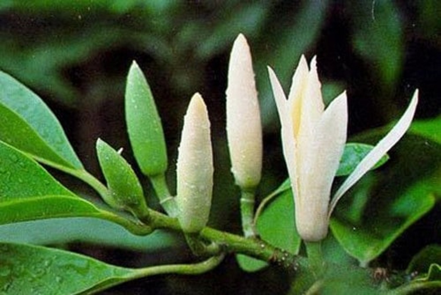 Chậu cây NGỌC LAN TRẮNG, sắp hoa, đã ra hoa, hoa cực thơm, bầu lớn cây cực đẹp