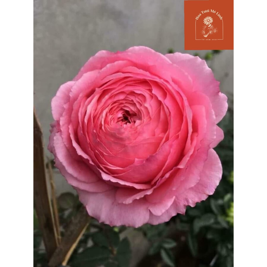 Hoa hồng ngoại lady heirloom Siêu đẹp sai hoa quanh năm