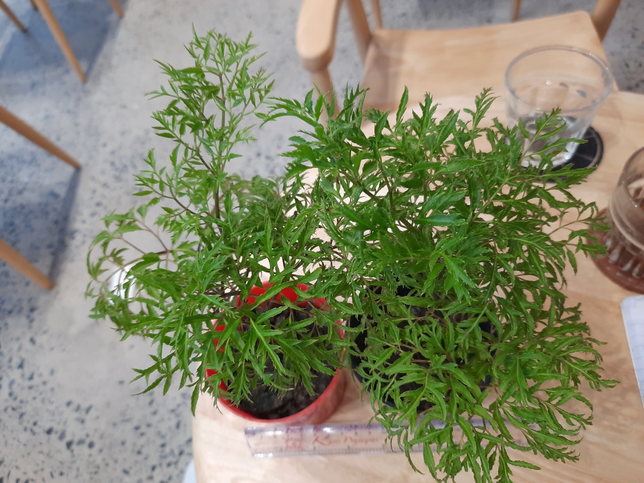 Đinh lăng lá nhỏ