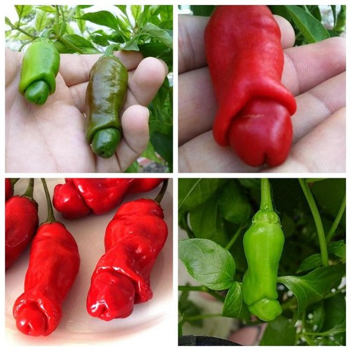 Hạt giống ớt peter - ớt cu tí  ( Gói 10 hạt Kèm 1 gói kích hạt nảy mầm )