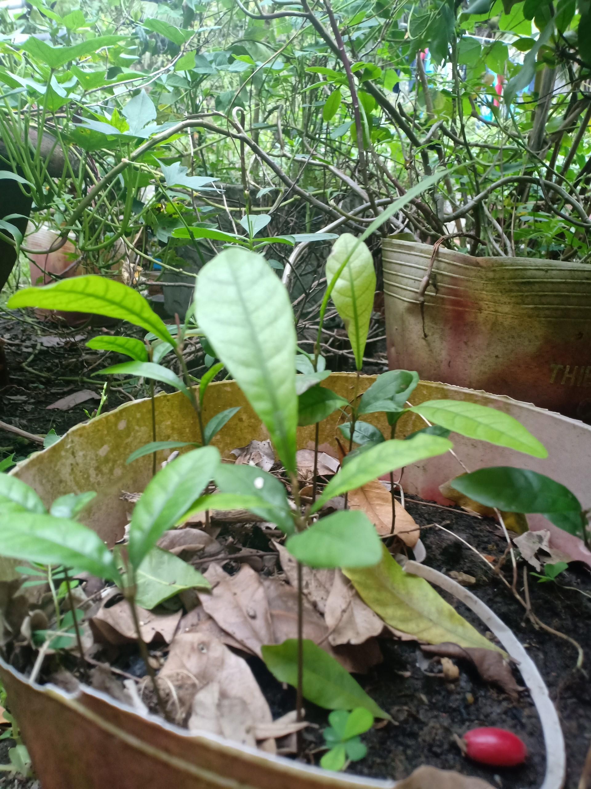 Cây thần kỳ 10cm