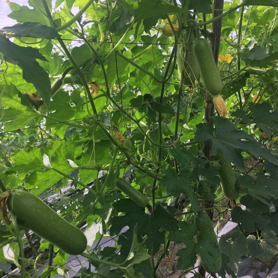 Hạt Giống Bí Đao Chanh OLYMPIA Rado (0.2gr)