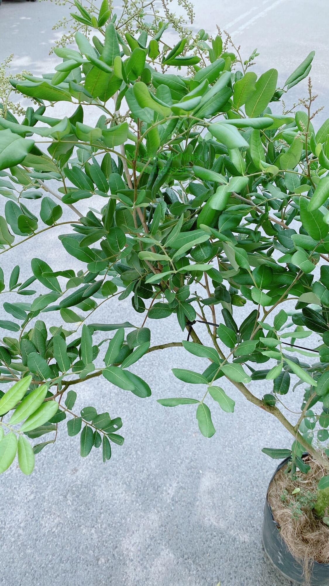 Cây Nhãn Xuồng Lớn Chỉ Giao Hcm