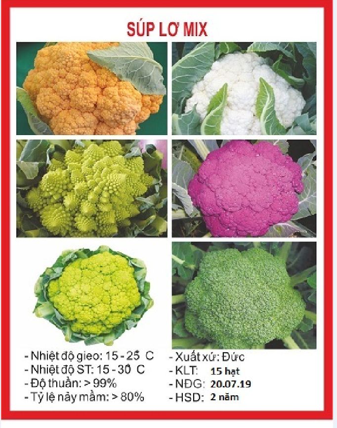 "Gói 20 Hạt " Hạt giống súp lơ mix  màu F1