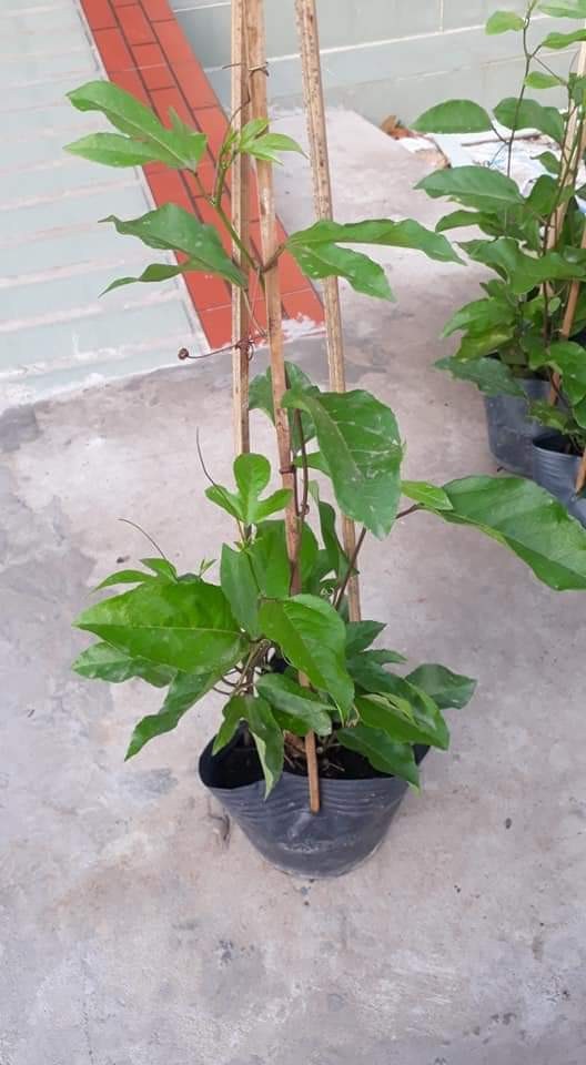 Cây giống Cây Chanh Dây