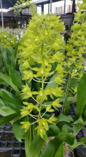 Lan vũ nữ hoàng hậu xanh, hoa siêu đẹp, hàng nhập khẩu THÁI LAN, siêu mập