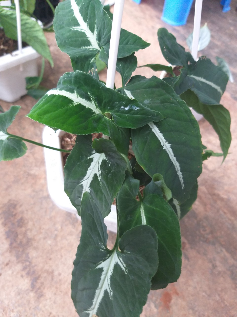 Trầu Bà Nhung  chậu treo