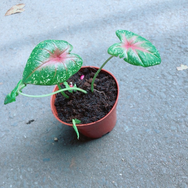 Cây Môn Kiểng
