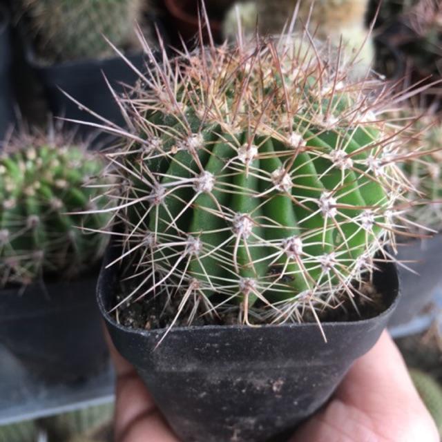 Xương Rồng Noto Móc Câu -  Chậu 12cm