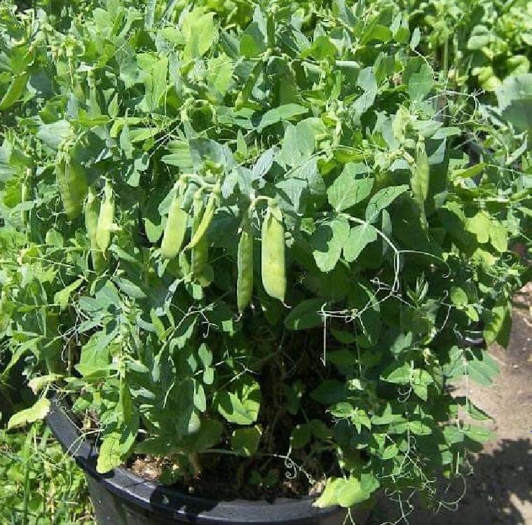 Hạt giống đậu hà lan xanh leo dàn/gói 50gram