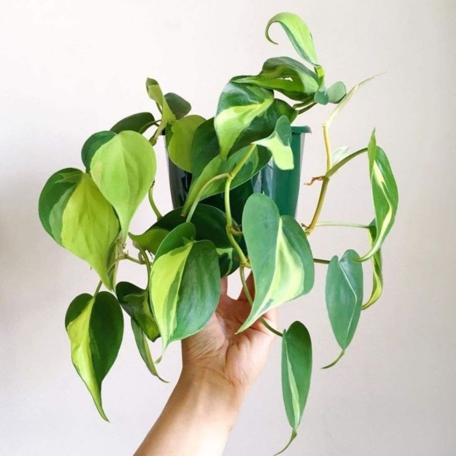 Cây trầu bà vàng - Philodendron hederaceum