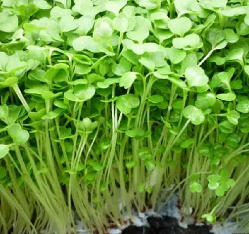 Hạt Giống rau MẦM CẢI XANH ĐÀ LẠT ( NEW ZEALAND)