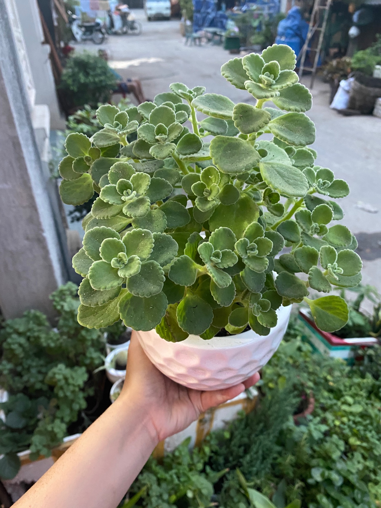 SEN THƠM BỤI LỚN - CÂY NHẤT MẠT HƯƠNG