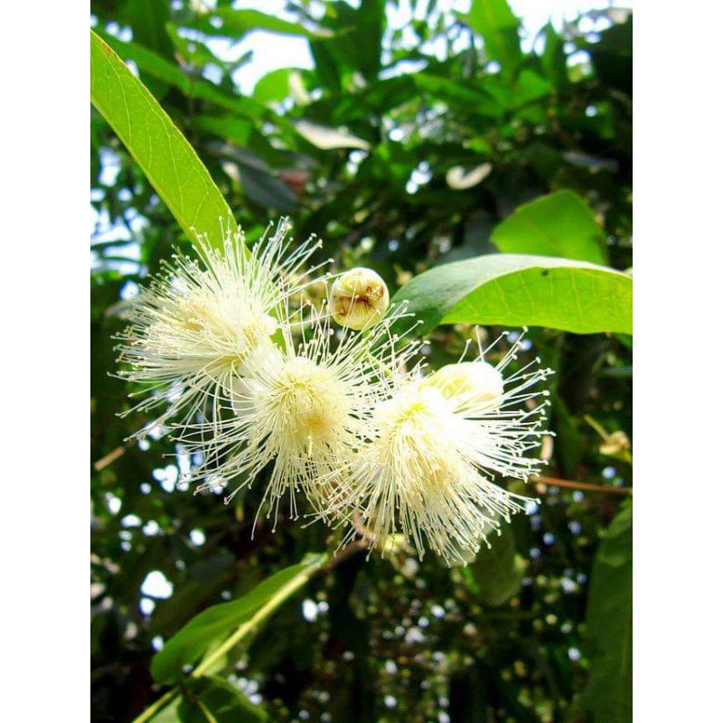 Cây Mận Trắng Sữa (siêu sớm)(CÂY GIỐNG NGỌC HIẾU)