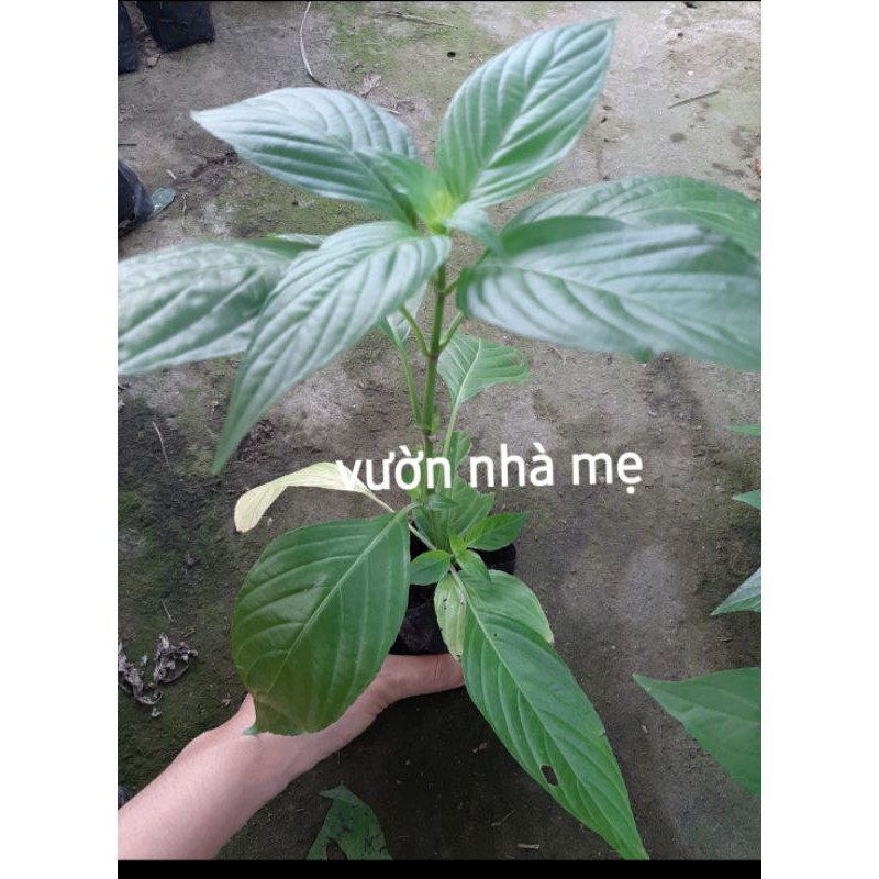 Cây lá cẩm tím giống nhật-size 25-30 cm