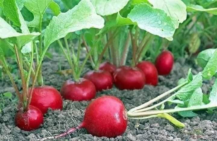 1Gr Hạt Giống Củ Cải Đỏ Cherry - TaNe Garden