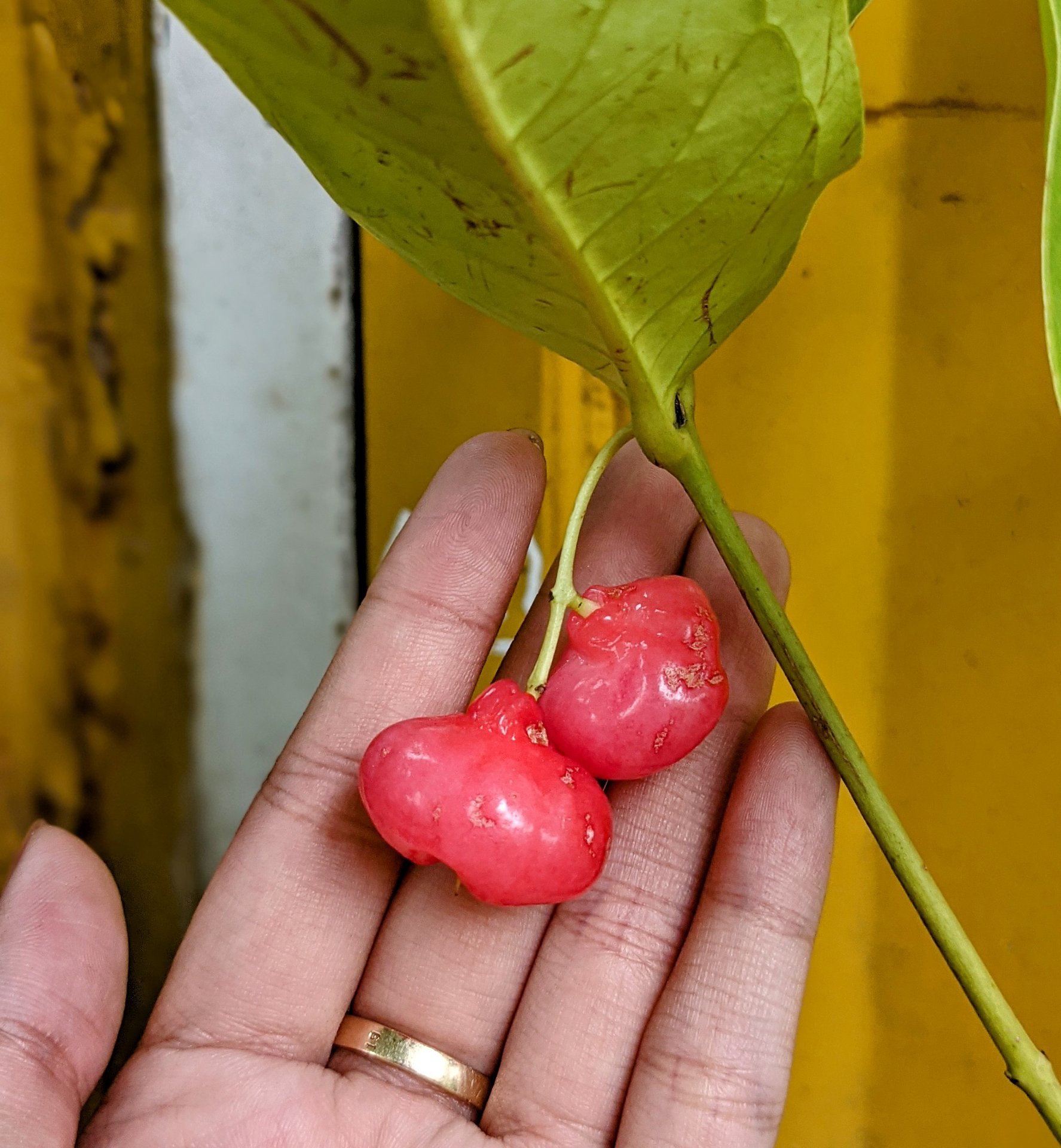 Cây mận Hoàng Yến (siêu sớm)