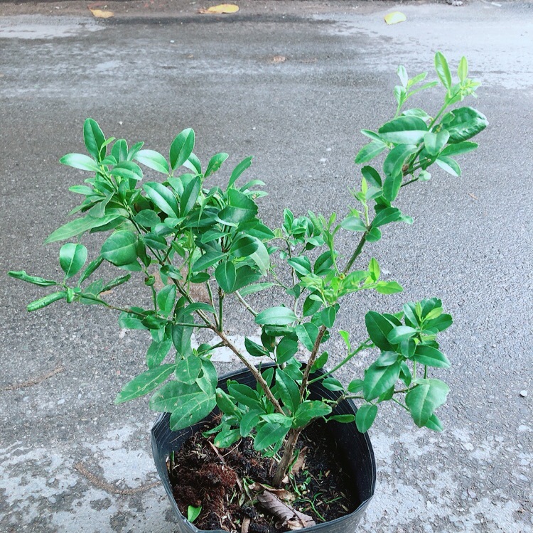 Cây Chanh Kép