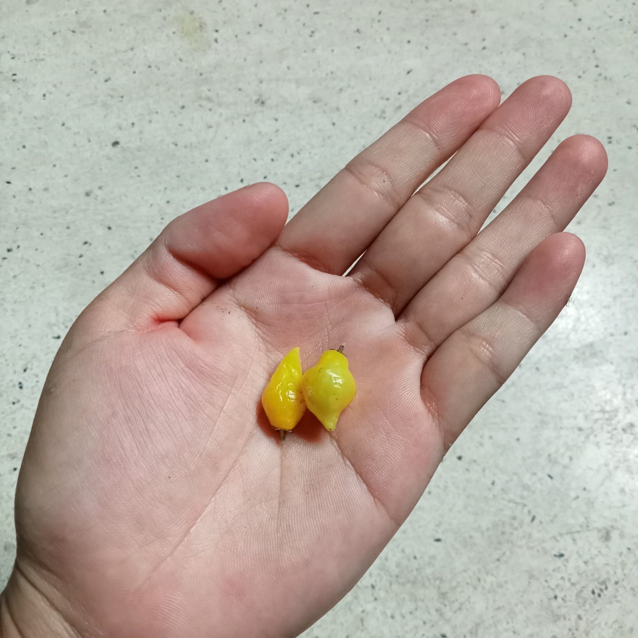 5 Hạt Ớt Biquinho Yellow